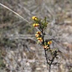 Dillwynia sp. at O'Connor, ACT - 2 Oct 2016 by ibaird