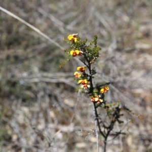 Dillwynia sp. at O'Connor, ACT - 2 Oct 2016