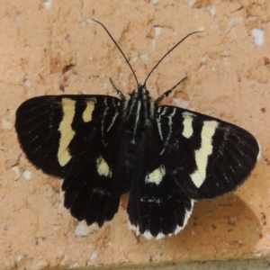 Phalaenoides glycinae at Conder, ACT - 18 Feb 2015