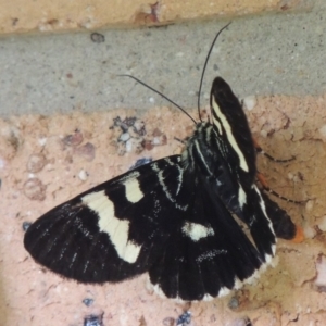 Phalaenoides glycinae at Conder, ACT - 18 Feb 2015 06:22 PM