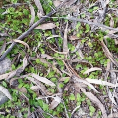 Chiloglottis trapeziformis (Diamond Ant Orchid) at Mount Jerrabomberra - 24 Sep 2016 by roachie