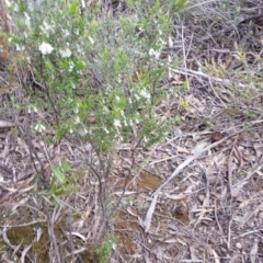 Chiloglottis trapeziformis at Jerrabomberra, NSW - suppressed