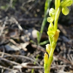 Hymenochilus muticus (Midget Greenhood) at Mount Jerrabomberra - 2 Oct 2016 by roachie