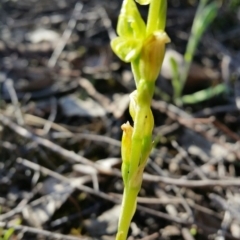 Hymenochilus muticus at Karabar, NSW - 2 Oct 2016