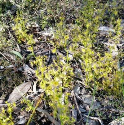Drosera (genus) (A Sundew) at Jerrabomberra, NSW - 2 Oct 2016 by roachie