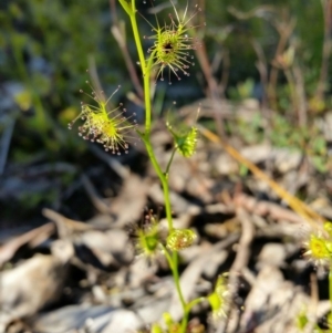 Drosera sp. at Jerrabomberra, NSW - 2 Oct 2016