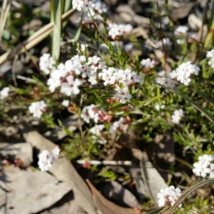 Leucopogon or Styphelia sp. at Jerrabomberra, NSW - 2 Oct 2016 05:09 PM