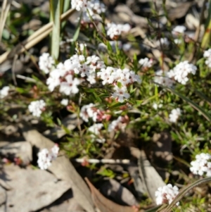 Leucopogon sp. at Jerrabomberra, NSW - 2 Oct 2016