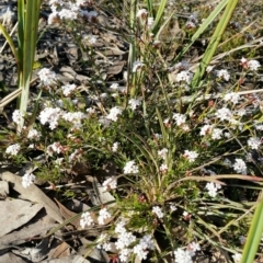 Leucopogon or Styphelia sp. at Jerrabomberra, NSW - 2 Oct 2016 05:09 PM