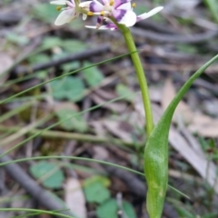 Wurmbea dioica subsp. dioica (Early Nancy) at Mount Jerrabomberra - 2 Oct 2016 by roachie
