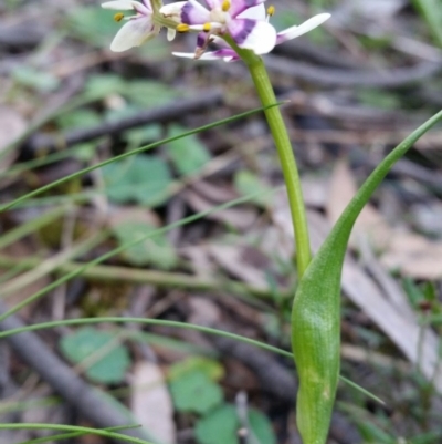 Wurmbea dioica subsp. dioica (Early Nancy) at Mount Jerrabomberra - 2 Oct 2016 by roachie