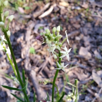 Stackhousia monogyna (Creamy Candles) at QPRC LGA - 2 Oct 2016 by roachie