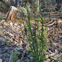 Stackhousia monogyna at Jerrabomberra, NSW - 2 Oct 2016