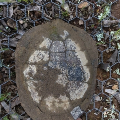 Chelodina longicollis (Eastern Long-necked Turtle) at Gungahlin, ACT - 4 Oct 2016 by CedricBear