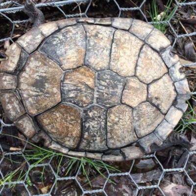 Chelodina longicollis (Eastern Long-necked Turtle) at Mulligans Flat - 4 Oct 2016 by CedricBear