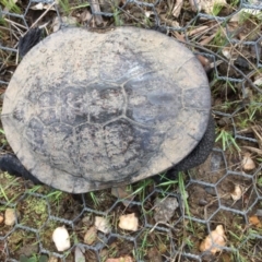 Chelodina longicollis (Eastern Long-necked Turtle) at Mulligans Flat - 4 Oct 2016 by CedricBear