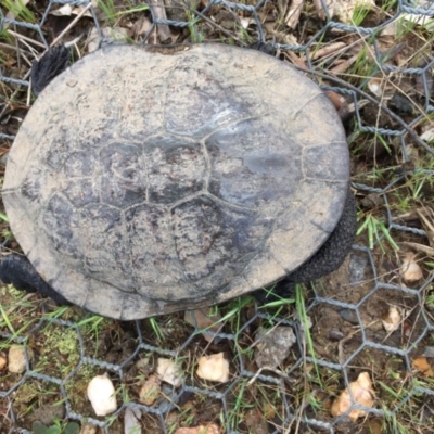 Chelodina longicollis (Eastern Long-necked Turtle) at Gungahlin, ACT - 5 Oct 2016 by CedricBear