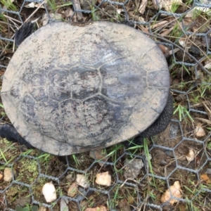 Chelodina longicollis at Gungahlin, ACT - 5 Oct 2016