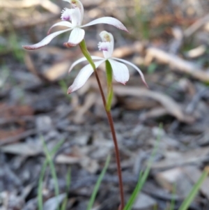 Caladenia ustulata at Jerrabomberra, NSW - 2 Oct 2016