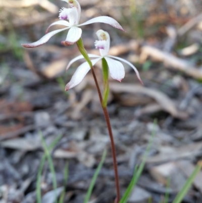 Caladenia ustulata (Brown Caps) at QPRC LGA - 2 Oct 2016 by roachie