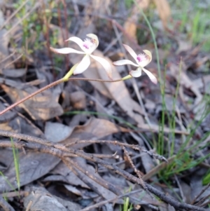 Caladenia ustulata at Jerrabomberra, NSW - 2 Oct 2016