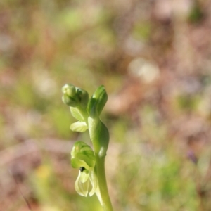 Hymenochilus bicolor (ACT) = Pterostylis bicolor (NSW) at Majura, ACT - 5 Oct 2016