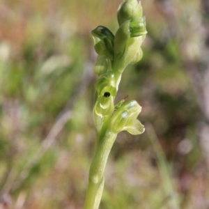 Hymenochilus bicolor (ACT) = Pterostylis bicolor (NSW) at Majura, ACT - 5 Oct 2016