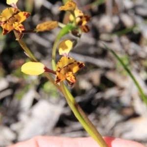 Diuris pardina at Majura, ACT - suppressed