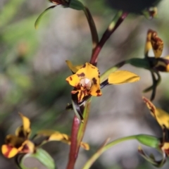 Diuris pardina at Majura, ACT - suppressed