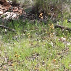 Diuris pardina (Leopard Doubletail) at Mount Majura - 4 Oct 2016 by petersan