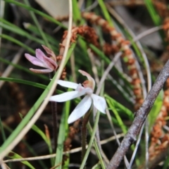 Caladenia fuscata (Dusky Fingers) at Mount Majura - 4 Oct 2016 by petersan