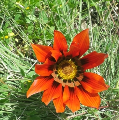 Gazania sp. (A Gazania) at QPRC LGA - 5 Oct 2016 by Speedsta