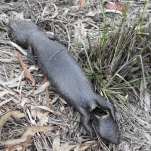 Tiliqua rugosa at Majura, ACT - 1 Oct 2016