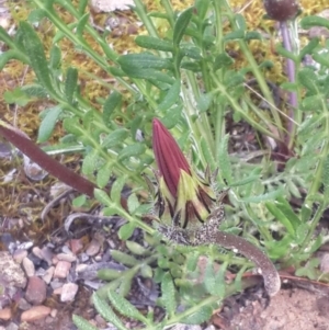 Gazania rigens at Queanbeyan West, NSW - 5 Oct 2016