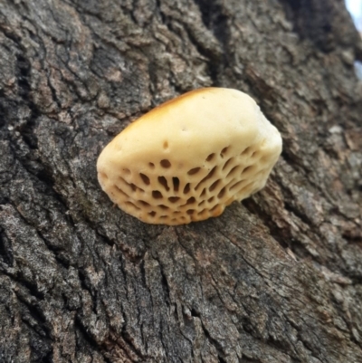 Hexagonia vesparia (Wasp Nest Polypore) at Jerrabomberra, NSW - 5 Oct 2016 by Speedsta