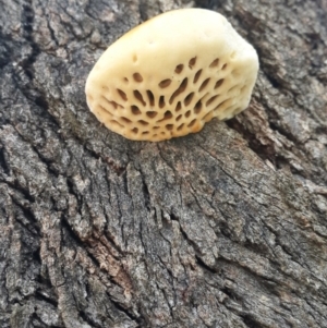 Hexagonia vesparia at Jerrabomberra, NSW - 5 Oct 2016