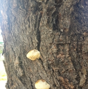 Hexagonia vesparia at Jerrabomberra, NSW - 5 Oct 2016