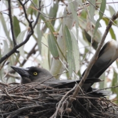 Strepera versicolor (Grey Currawong) at Majura, ACT - 1 Oct 2016 by waltraud