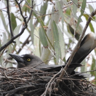 Strepera versicolor (Grey Currawong) at Mount Majura - 1 Oct 2016 by waltraud