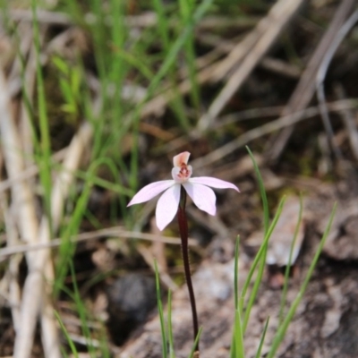 Caladenia fuscata (Dusky Fingers) at Majura, ACT - 5 Oct 2016 by petersan