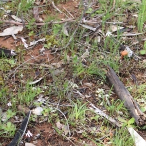 Caladenia fuscata at Majura, ACT - 5 Oct 2016