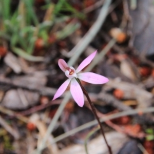 Caladenia fuscata at Majura, ACT - 5 Oct 2016