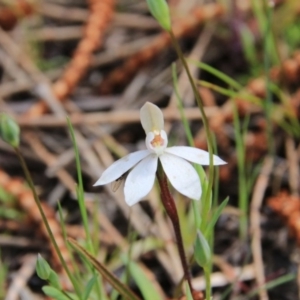 Caladenia fuscata at Majura, ACT - 5 Oct 2016