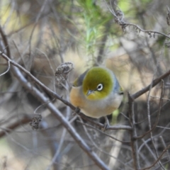 Zosterops lateralis (Silvereye) at Majura, ACT - 2 Oct 2016 by waltraud