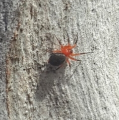 Nicodamidae (family) (Red and Black Spider) at Queanbeyan West, NSW - 5 Oct 2016 by Speedsta