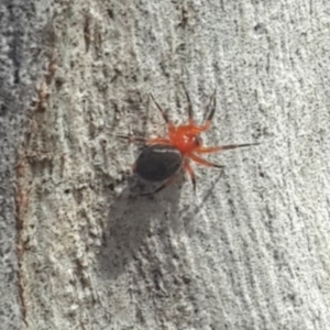 Nicodamidae (family) at Queanbeyan West, NSW - 5 Oct 2016 12:43 PM