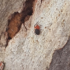 Nicodamidae (family) at Queanbeyan West, NSW - 5 Oct 2016 12:43 PM