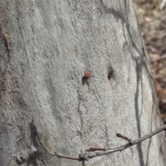 Nicodamidae (family) at Queanbeyan West, NSW - 5 Oct 2016 12:43 PM