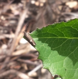 Leistomorpha brontoscopa at Queanbeyan West, NSW - 5 Oct 2016