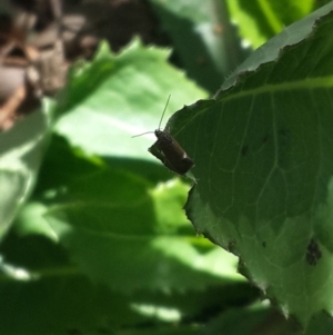 Leistomorpha brontoscopa at Queanbeyan West, NSW - 5 Oct 2016 12:56 PM